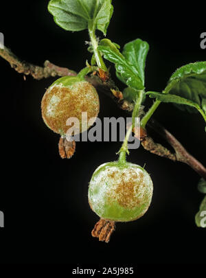 American gooseberry muffa (Podosphaera mors-uvae) sull'uva spina Frutti Foto Stock