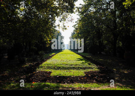 Parco Cismigiu nel centro di Bucarest, Romania, durante una soleggiata giornata autunnale Foto Stock