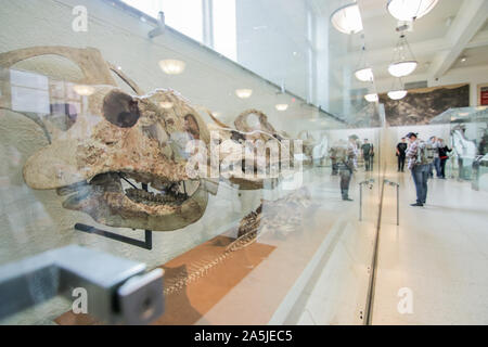 NEW YORK, Stati Uniti d'America - 16 Giugno 2017: fossili di dinosauro esposte presso il museo, Manhattan - New York. Foto Stock