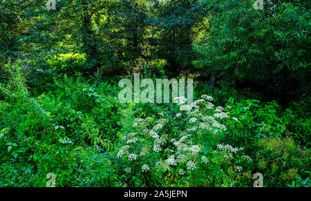 Bianco Fiori Selvatici nel profondo della foresta verde Foto Stock