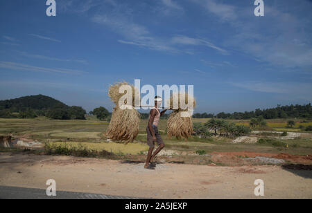 Un agricoltore indiano porta il suo raccolto paddy a casa per ulteriore elaborazione, tali due fasci pesa 50-70 kgs Foto Stock