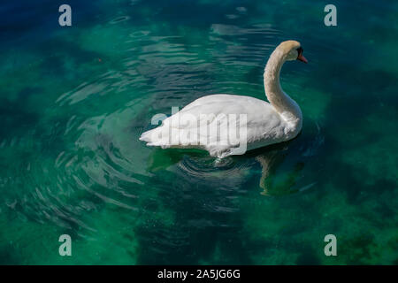 Orlando, Florida . Ottobre 12, 2019 bel cigno sul lago verde a Lake Eola Park a Orlando Downtown area Foto Stock