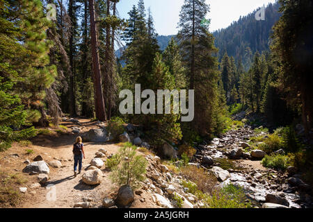 Donna che cammina il Tokopah Falls Trail nel Parco Nazionale di Sequoia, California, Stati Uniti d'America. Foto Stock