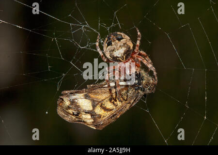 Fat spider catturato una falena nel suo web e mangiarlo Foto Stock