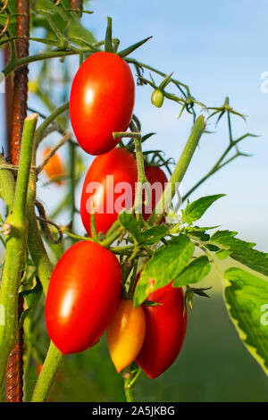 Pomodori rossi di forma ovale su un ramo. Mature lungo i pomodorini. Foto Stock