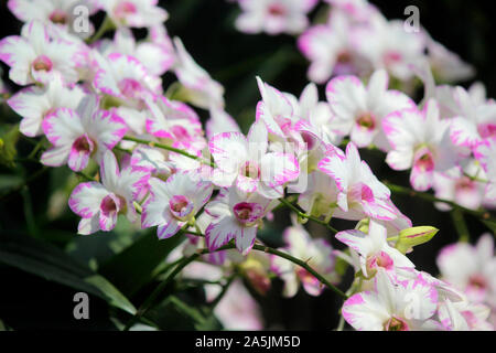 Foto di bellissimi fiori di orchidea in giardino Foto Stock