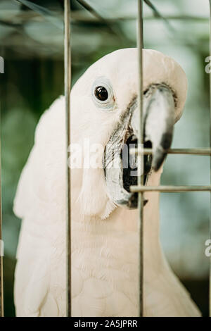 Close Up di bianco o Cacatua Cacatua Alba, noto anche come l'Ombrello Cacatua. Uccelli selvatici in gabbia. Foto Stock