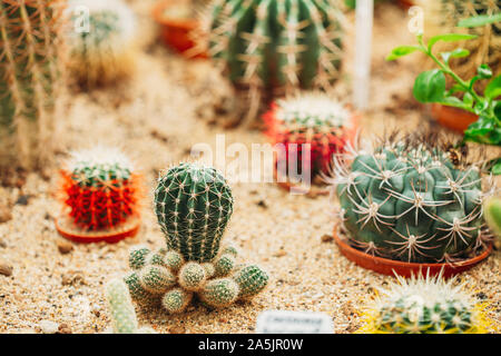 Vista ravvicinata di Ferocactus Wislizeni nel Giardino Botanico. Foto Stock