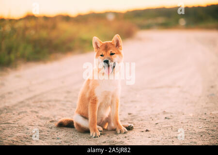 Bellissima femmina rosso giovane Shiba Inu Puppy Dog sitter Outdoor in sabbia strada di campagna. Foto Stock