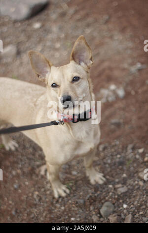 Piccolo marrone pinscher cane con i suoi orecchi fino, al guinzaglio durante la passeggiata quotidiana all'aperto, cercando il suo proprietario con una brillantezza agli occhi e di amore. Foto Stock