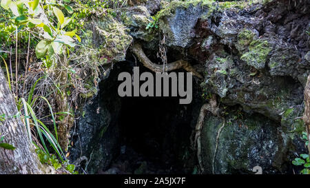 Rangitoto Island (Riserva Paesaggistica) vicino Auckland in Nuova Zelanda Foto Stock