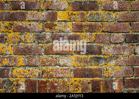 Close up di mattoni rossi parete ricoperta da licheni giallo. Foto Stock