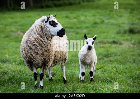 Kerry Hill ovini e l'agnello su un pascolo su una farm. Foto Stock