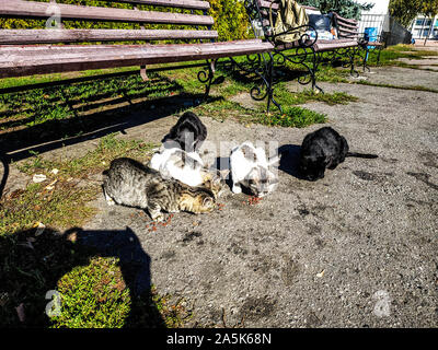 Senzatetto i gatti mangiano cibo vicino al banco, è possibile vedere l'ombra del fotografo. Aiutare i senzatetto animali - ne hanno bisogno Foto Stock