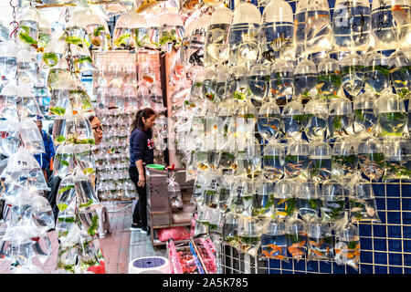 Sacchetti di plastica pet holding goldfish sul display in Tung Choi Street a Nord, meglio noto come il Goldfish Market nel Mong Kok distretto di Kowloon, Hong Kong. Tradizionalmente cinesi ritengono che il goldfish sono buoni Feng shui un un elemento di buon auspicio che può portare la buona fortuna a una casa. Foto Stock