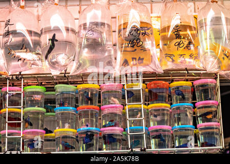Sacchetti di plastica pet holding goldfish sul display in Tung Choi Street a Nord, meglio noto come il Goldfish Market nel Mong Kok distretto di Kowloon, Hong Kong. Tradizionalmente cinesi ritengono che il goldfish sono buoni Feng shui un un elemento di buon auspicio che può portare la buona fortuna a una casa. Foto Stock