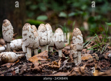 Gruppo di shaggy cappucci di inchiostro, (Coprinus comatus), in un bosco di latifoglie. Paesi Bassi. Foto Stock