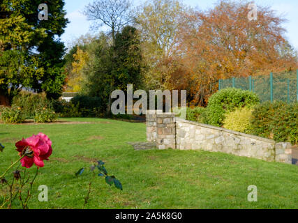 Una rosa rossa in fiore in Stonegrove Park con le vecchie scale di pietra e in autunno gli alberi colorati in background. Foto Stock