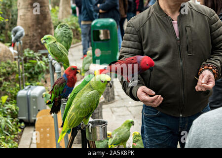 Gli appassionati di bird mostrare loro uccelli esotici al Po Yuen Street Bird Garden di Mong Kok, Kowloon, Hong Kong. Foto Stock