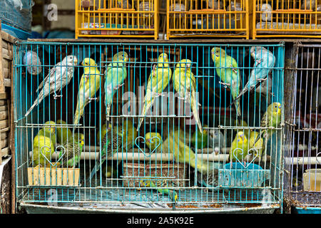 Cinese di uccelli canori in gabbie di bambù in vendita presso il Po Yuen Street Bird Garden di Mong Kok, Kowloon, Hong Kong. Foto Stock