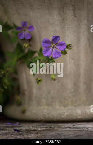 Geranio x 'Blue Sunrise' Cranesbill Foto Stock