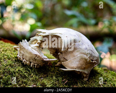 Cranio animale sul muschio coperto tronco di albero nella foresta Foto Stock