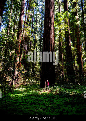 Giovane ragazzo in piedi nel campo di trifoglio nella parte anteriore del Redwood nella foresta Foto Stock