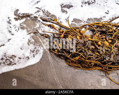 Tangled mazzetto di alghe si è incagliata sulla costa della California Foto Stock