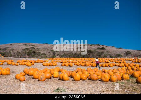 Un bambino che corre attraverso una zucca patch con un cielo blu chiaro Foto Stock