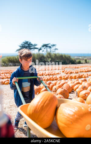 Ragazzo che sorride con grande varietà di zucche nella ruota di barrow in zucca patch Foto Stock