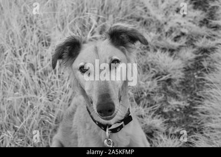 Ritratto di un superiore cercando saluki greyhound lurcher chiamato Freddie guardando la telecamera - girato in bianco e nero Foto Stock