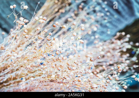 Abstract sfondo luminoso a secco con i rami della pianta di lino e fiori di colore blu Foto Stock