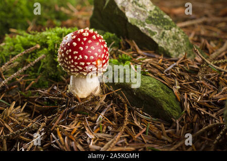 Fly Agaric o amanita muscaria un fungo velenoso con un cappuccio rosso e macchie bianche nel comune di conifere e boschi misti Foto Stock