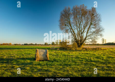 Balla di fieno su un prato verde, grande albero senza foglie e cielo blu Foto Stock