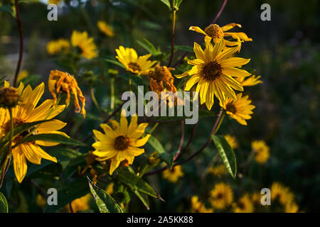 Autunno fiori selvatici, Chicago Foto Stock