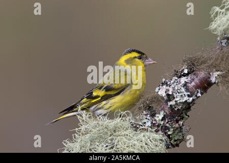 Eurasian lucherino / Europea lucherino / comune lucherino (Spinus spinus) maschio in allevamento piumaggio appollaiato sul ramo nella struttura ad albero Foto Stock