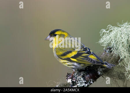 Eurasian lucherino / Europea lucherino / comune lucherino (Spinus spinus) maschio in allevamento piumaggio appollaiato sul ramo nella struttura ad albero Foto Stock