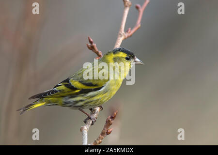 Eurasian lucherino / Europea lucherino / comune lucherino (Spinus spinus) maschio in allevamento piumaggio appollaiato sul ramo nella struttura ad albero Foto Stock