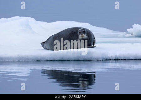Guarnizione barbuto / square pinna guarnizione (Erignathus barbatus) appoggiato su ghiaccio floe nell'Oceano Artico a Svalbard / Spitsbergen, Norvegia Foto Stock