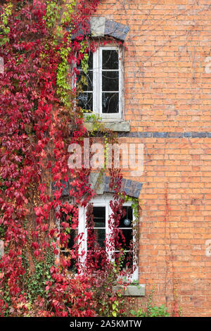 Parthenocissus quinquefolia. Virginia superriduttore / American ivy la copertura di una casa in mattoni rossi nel Burmington, Warwickshire, Regno Unito Foto Stock