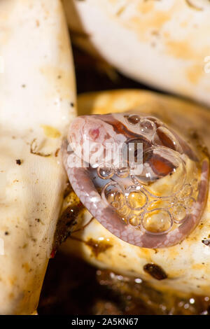 Il mais snake, Pantherophis guttatus, giovani, cova captive, Maryland Foto Stock