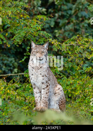 Eurasian (Lynx Lynx lynx) Captive fotografia Foto Stock