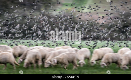 21 ottobre 2019, Assia, Frankfurt/Main: un gregge di storni la raccolta per il volo a sud di volare al di sopra di un branco di pecore al pascolo su terreni Heiligenstock nel nord della città. Foto: Frank Rumpenhorst/dpa Foto Stock