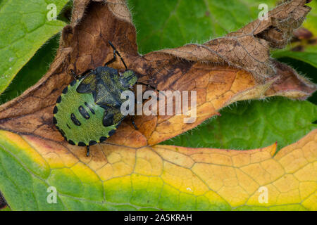Insetto di scudo verde , Palomena prasina, Irlanda del Nord, parco forestale Castlewellan Foto Stock