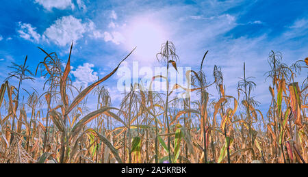 Il mais pronto per il raccolto. Foto Stock