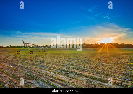 Perno del sistema di irrigazione nel campo di grano al tramonto. Foto Stock