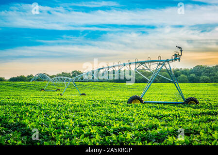 Sistema di irrigazione al tramonto. Foto Stock