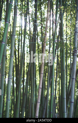 Gli alberi di bambù da un giardino a Watertown, Zhujiajiao, vicino a Shanghai, Cina. Foto Stock