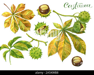 La foglia e il dado dell'albero di castagno, autunno temi in acquerello illustrazione. Pattern e texture di autunno del tema. Illustrazione Raster, handma Foto Stock