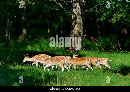 Daini,Wollaton Park,Nottingham, Inghilterra, Regno Unito Foto Stock